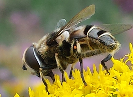Eristalis dimidiata
